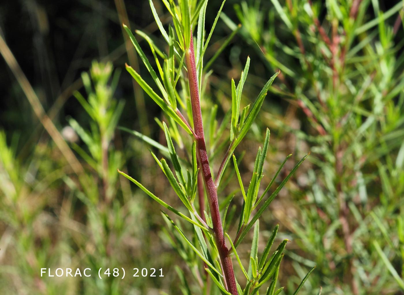 Willow-herb, [Rosemary-leaved] leaf
